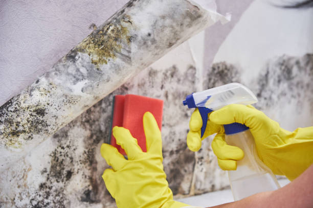 Mold Remediation for Vacation Homes